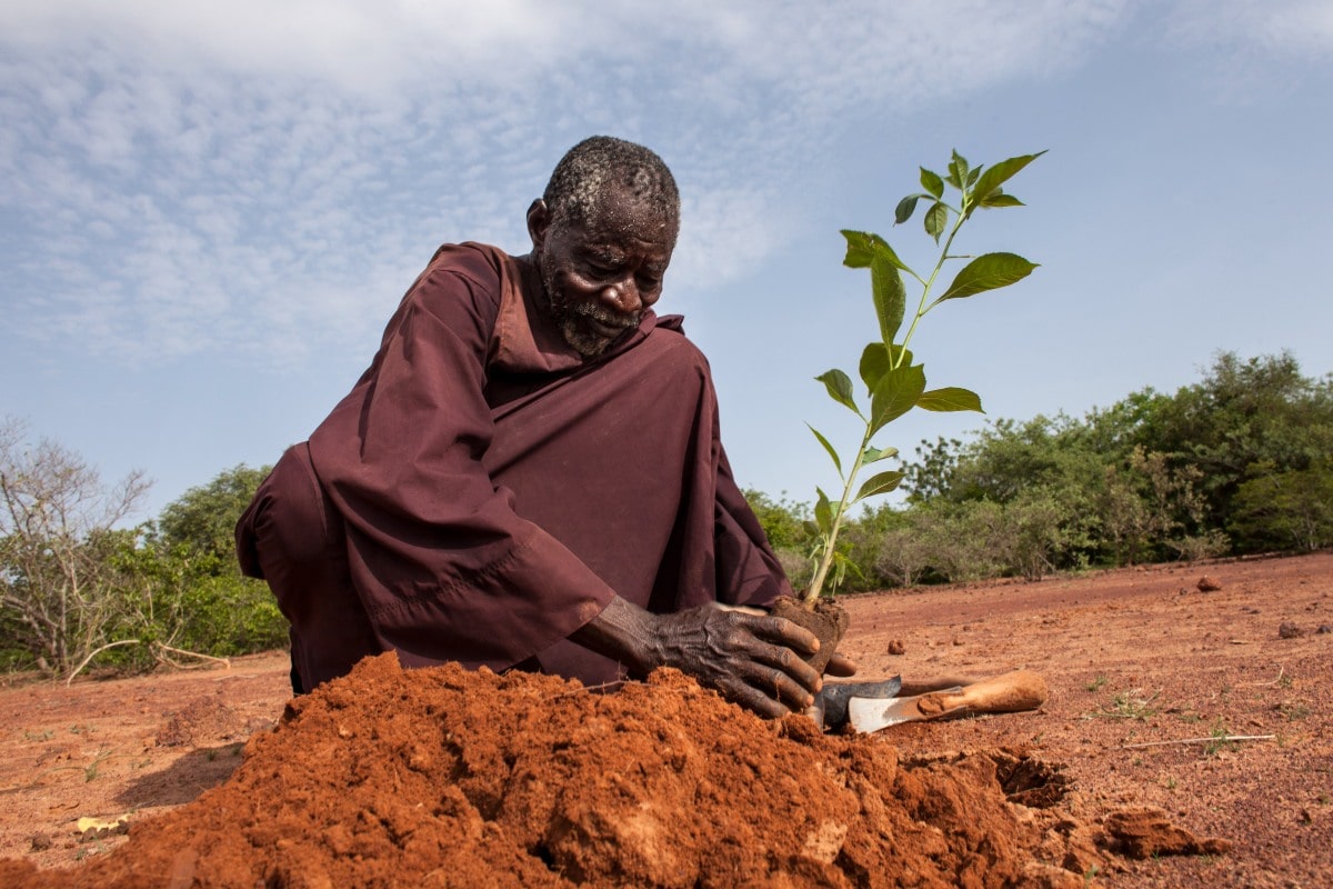 Farmer planting a seedling in red soil