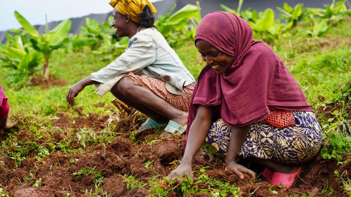 Farmer planting a seedling in red soil